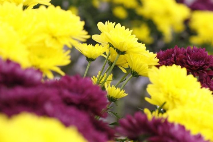 Perfecte chrysanten met lager energieverbruik