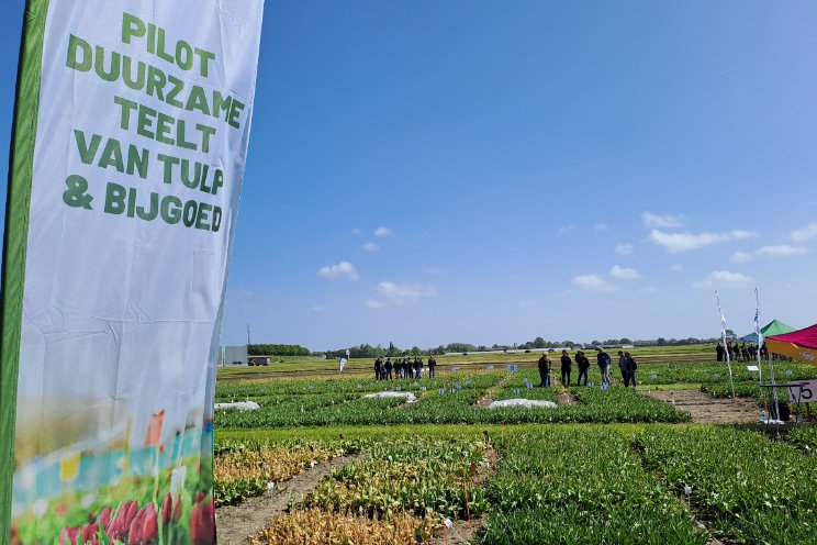 Webinar over weerbare teelt van bloembollen