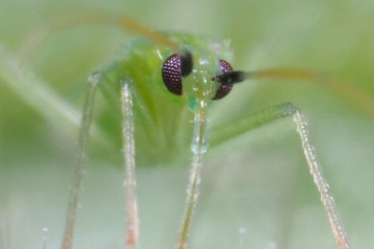 Macrolophus onderdrukt zowel spint als bladluis