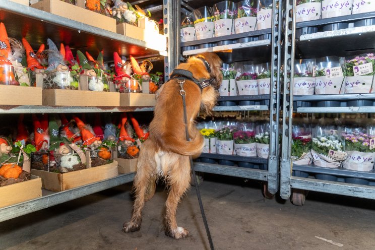 Hond inzetten voor veiligheid bedrijf