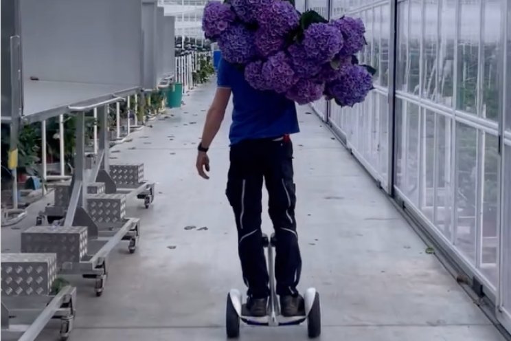 Surfing Hydrangeas