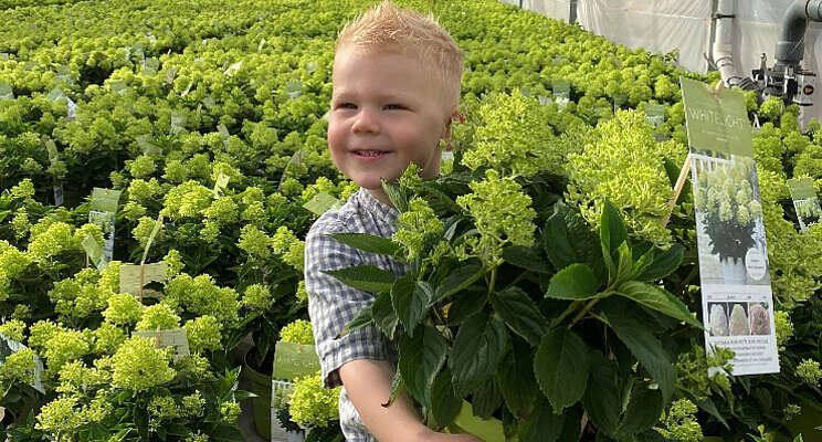 Primeur Sjaak van Schie met vroege paniculata's