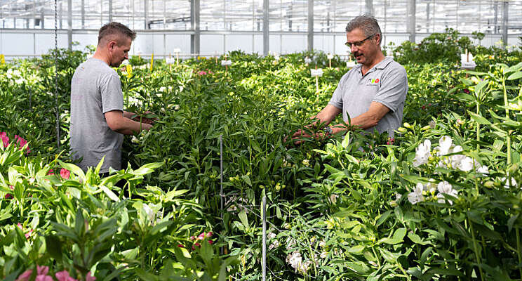 Versnelling en innovatie veredeling Alstroemeria