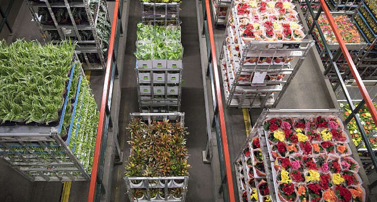 Stijging toegekende reclamaties bij FloraHolland