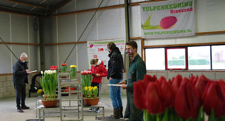 Volledige focus bij Tulpenkeuring Breezand 