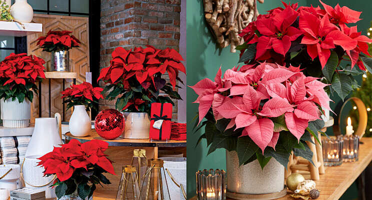 Veredelaars organiseren samen Poinsettia trials