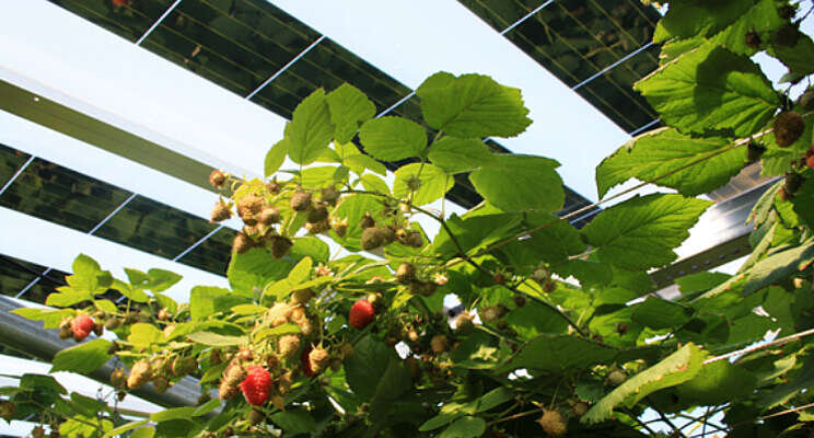 Pilot met teelt zachtfruit onder zonnepanelen