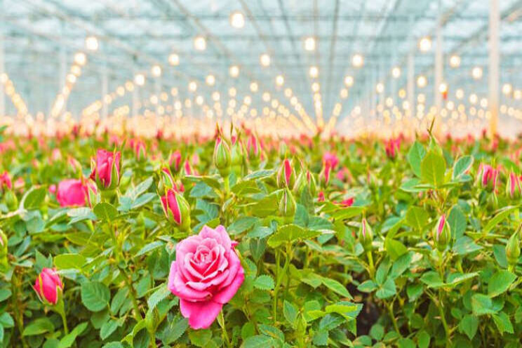 Symposium over biotoetsen en plantweerbaarheid