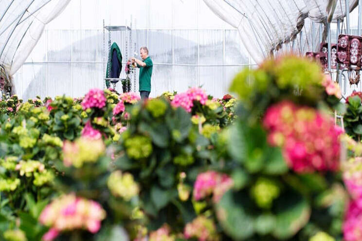 Instagram: blij tussen de Hydrangeas