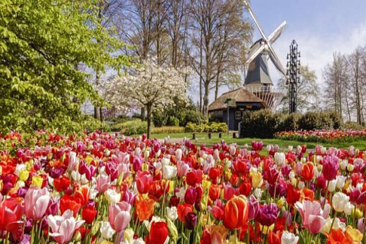 Keukenhof open voor 5.000 bezoekers