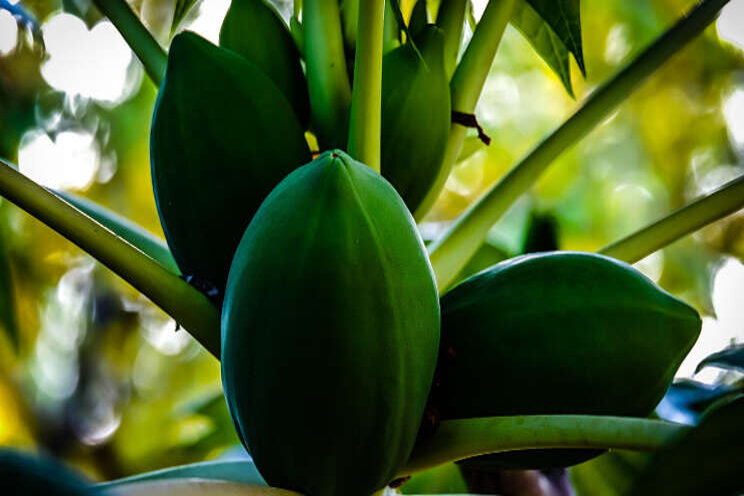 Tropisch fruit uit Nederland