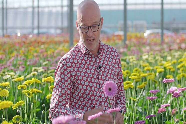 Video: Nieuwe mini-gerbera's