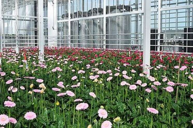 Gerbera in Kas2030 verloopt redelijk goed