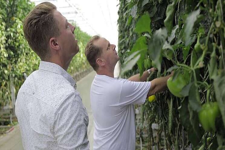 Video: TAS Paprika's over belang gewasvoeding