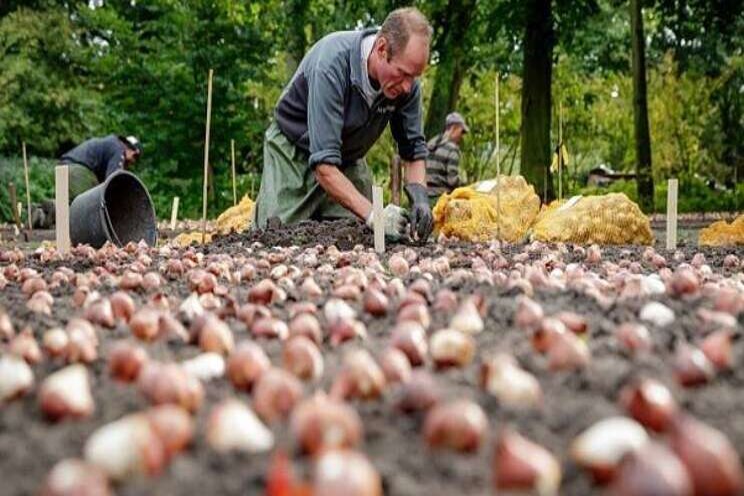 Bollen gaan de grond weer in!