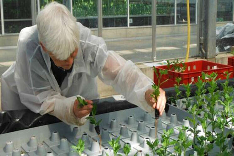 Zeer goede takgewichten bij teelt chrysant op water