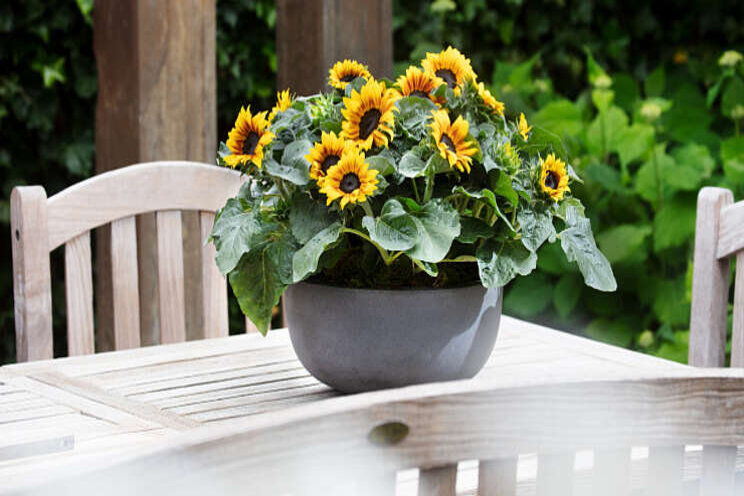 Helianthus Sunsation Flame nu ook in Multiflower