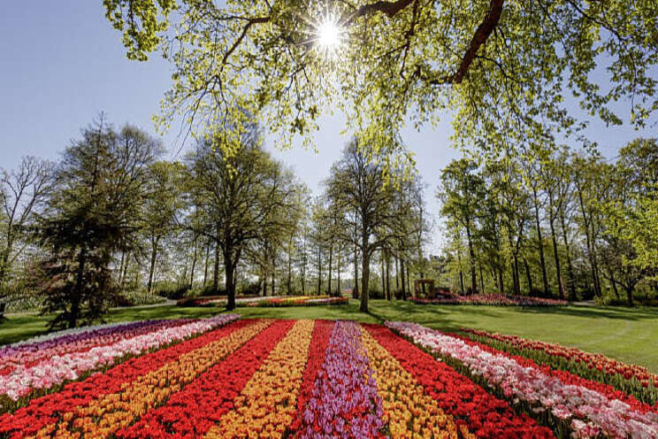 Keukenhof sluit succesvol virtueel seizoen