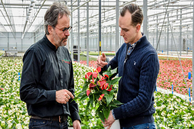 Geen Nederlandse bloemen voor de paus