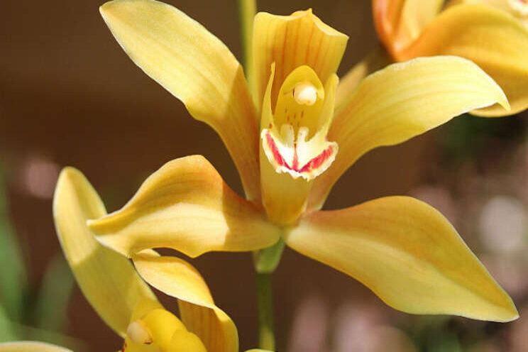 Onderzoek naar aanpak onkruid in snij-cymbidium