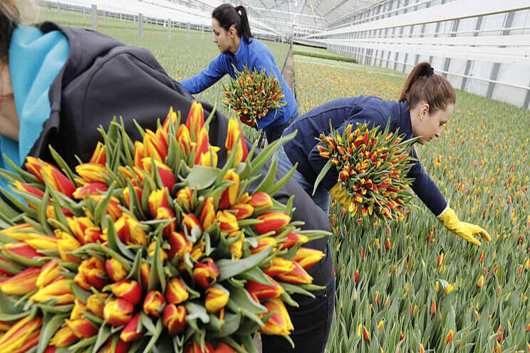 Zink beperkt beschikbaar in teelten plant- en pootgoed